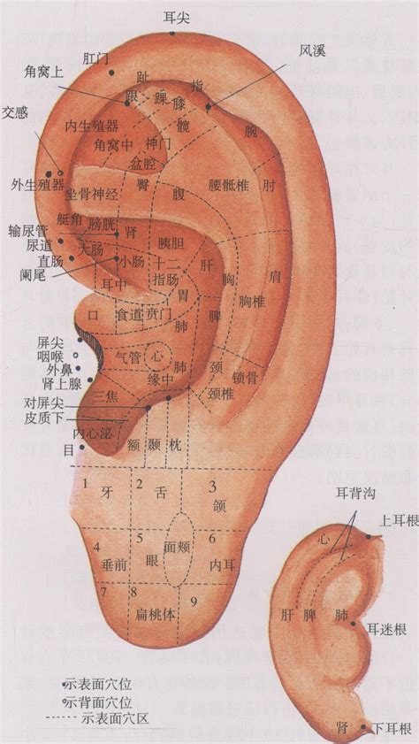 耳穴道|耳穴